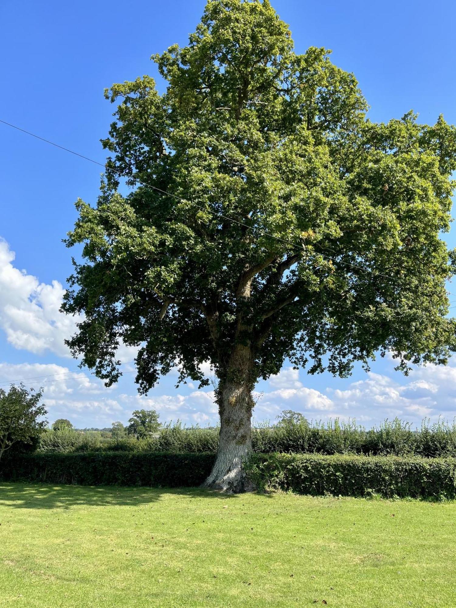 Priors Oak - A Cosy Studio With Countryside Views In Dorset Stalbridge Exterior foto